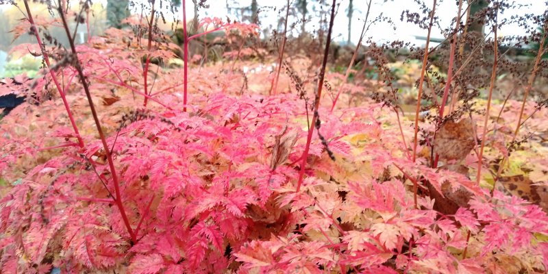 Aruncus aethusifolius 'Opulenz' Волжанка петрушколистная